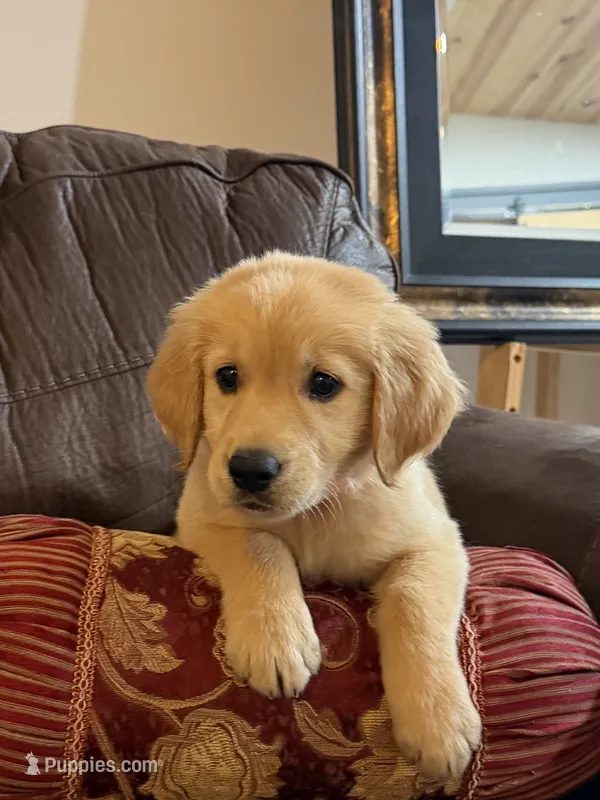 Chase  – Golden Retriever puppy on hold in Southaven, MS