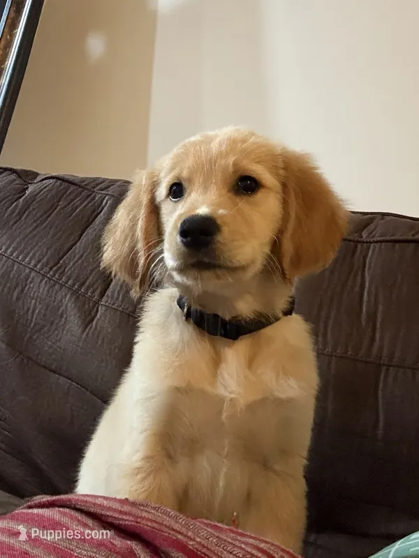 Leo – Golden Retriever puppy for sale in Southaven, MS