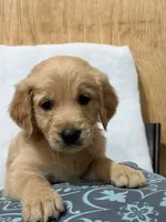 Rex, a male Golden Retriever for sale in Southaven, MS – 4 of 4