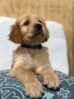 Chunks , a male Golden Retriever for sale in Southaven, MS – 5 of 9