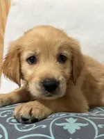 Chase , a male Golden Retriever for sale in Southaven, MS – 6 of 7