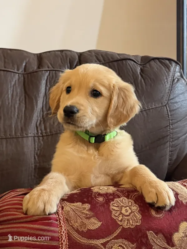 Rex – Golden Retriever puppy for sale in Southaven, MS