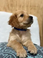 Chunks , a male Golden Retriever for sale in Southaven, MS – 6 of 9