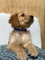 Chunks , a male Golden Retriever for sale in Southaven, MS – 8 of 9