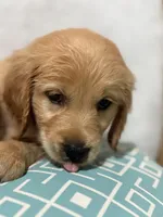 Big mama , a female Golden Retriever for sale in Southaven, MS – 5 of 6