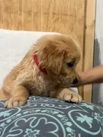 Chase , a male Golden Retriever for sale in Southaven, MS – 2 of 7