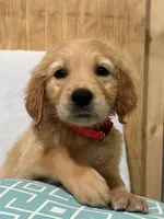 Lola, a female Golden Retriever for sale in Southaven, MS – 2 of 5