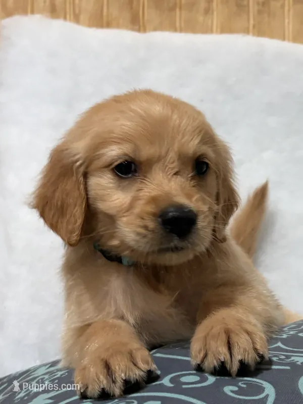 Bri  – Golden Retriever puppy for sale in Southaven, MS