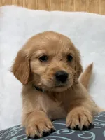 Bri , a female Golden Retriever for sale in Southaven, MS – 1 of 6