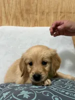 Larry , a male Golden Retriever for sale in Southaven, MS – 6 of 7