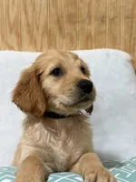 Leo, a male Golden Retriever for sale in Southaven, MS – 5 of 5