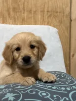 Larry , a male Golden Retriever for sale in Southaven, MS – 5 of 7