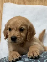 Bri , a female Golden Retriever for sale in Southaven, MS – 2 of 6