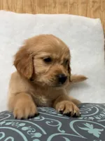 Bri , a female Golden Retriever for sale in Southaven, MS – 4 of 6