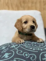 Max, a male Golden Retriever for sale in Southaven, MS – 8 of 8