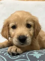 Chase , a male Golden Retriever for sale in Southaven, MS – 7 of 7