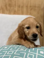 Lola, a female Golden Retriever for sale in Southaven, MS – 4 of 5