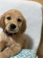 Big mama , a female Golden Retriever for sale in Southaven, MS – 4 of 6