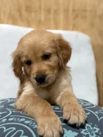 Chunks , a male Golden Retriever for sale in Southaven, MS – 4 of 9