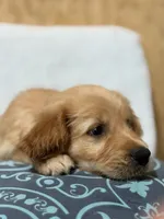 Chunks , a male Golden Retriever for sale in Southaven, MS – 9 of 9