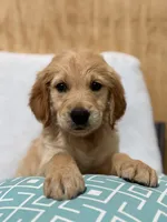 Leo, a male Golden Retriever for sale in Southaven, MS – 2 of 5