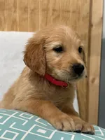 Lola, a female Golden Retriever for sale in Southaven, MS – 1 of 5