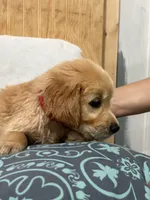 Chase , a male Golden Retriever for sale in Southaven, MS – 3 of 7