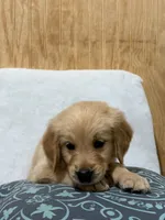 Larry , a male Golden Retriever for sale in Southaven, MS – 3 of 7