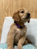 Big mama , a female Golden Retriever for sale in Southaven, MS – 3 of 6