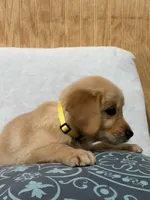 Larry , a male Golden Retriever for sale in Southaven, MS – 4 of 7