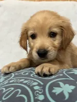 Chase , a male Golden Retriever for sale in Southaven, MS – 4 of 7