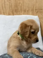 Rex, a male Golden Retriever for sale in Southaven, MS – 3 of 4