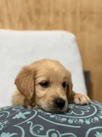 Max, a male Golden Retriever for sale in Southaven, MS – 5 of 8