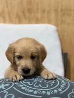 Max, a male Golden Retriever for sale in Southaven, MS – 7 of 8