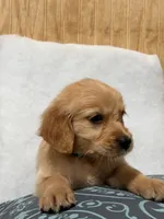 Bri , a female Golden Retriever for sale in Southaven, MS – 6 of 6