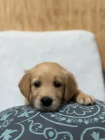 Max, a male Golden Retriever for sale in Southaven, MS – 2 of 8