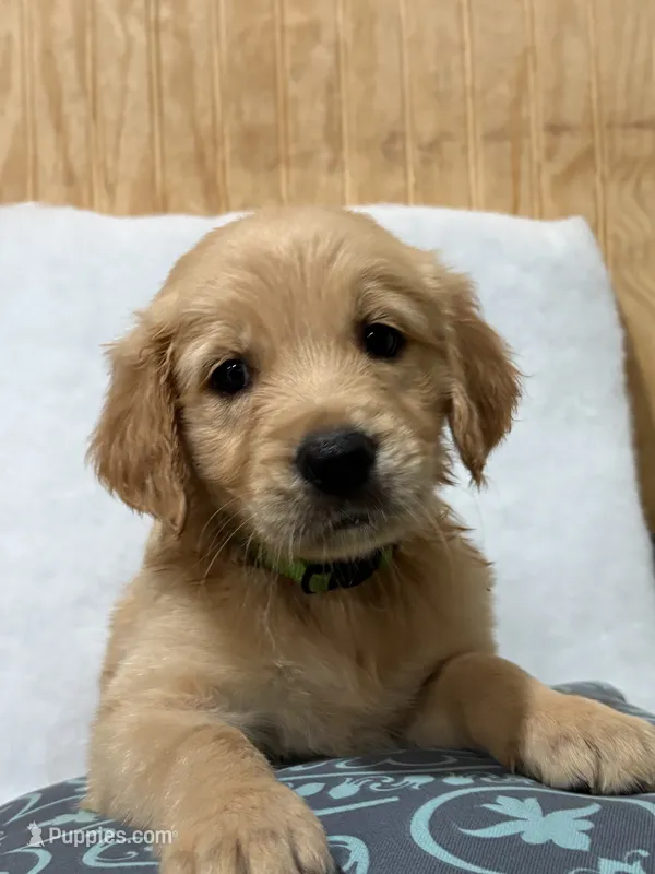 Rex – Golden Retriever puppy for sale in Southaven, MS