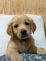Rex, a male Golden Retriever for sale in Southaven, MS – 1 of 4