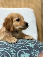 Chunks , a male Golden Retriever for sale in Southaven, MS – 3 of 9