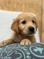 Chase , a male Golden Retriever for sale in Southaven, MS – 5 of 7