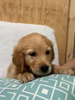 Lola, a female Golden Retriever for sale in Southaven, MS – 5 of 5