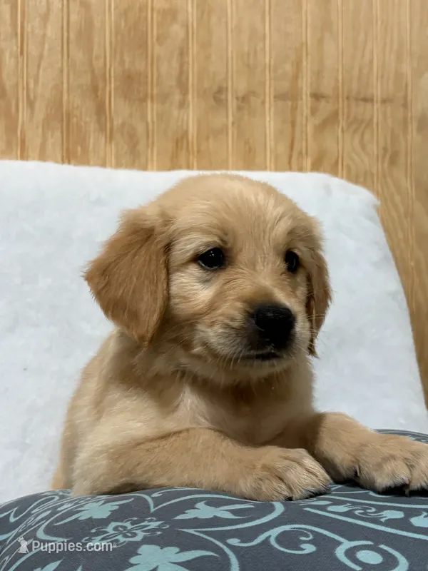 Larry  – Golden Retriever puppy for sale in Southaven, MS