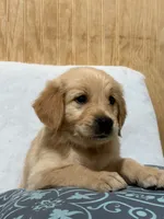 Larry , a male Golden Retriever for sale in Southaven, MS – 1 of 7