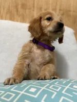 Big mama , a female Golden Retriever for sale in Southaven, MS – 6 of 6