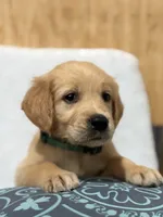 Max, a male Golden Retriever for sale in Southaven, MS – 1 of 8