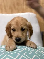 Leo, a male Golden Retriever for sale in Southaven, MS – 3 of 5