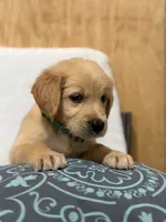 Max, a male Golden Retriever for sale in Southaven, MS – 3 of 8