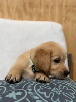 Max, a male Golden Retriever for sale in Southaven, MS – 6 of 8