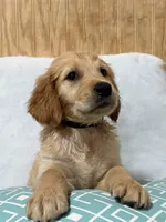 Leo, a male Golden Retriever for sale in Southaven, MS – 1 of 5