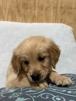 Larry , a male Golden Retriever for sale in Southaven, MS – 7 of 7